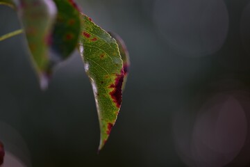 macro de hoja verde de otoño