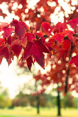 Sweet gum tree in gorgeous red fall foliage
