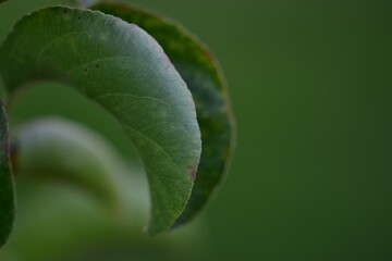 macro de hoja verde de otoño