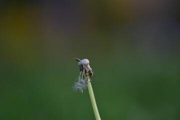 diente de león de otoño