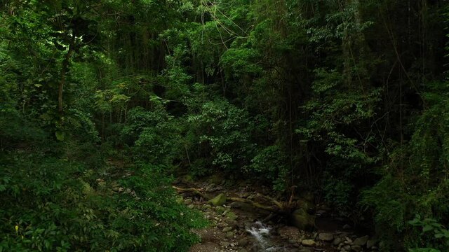 rain forest in the morning river Martinique jungle vide aerial shot ceron garden le precheur