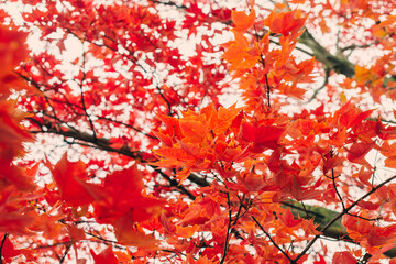 Sweet gum tree in gorgeous red fall foliage