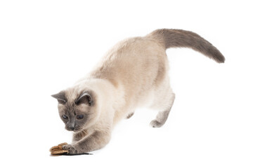 Obraz premium Cat in the jump for the toy catches prey with front paws.