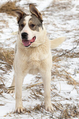 A big white mongrel dog stands on the snow-covered ground