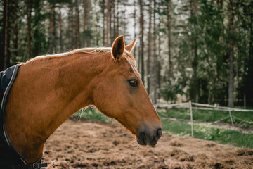 Fototapeta premium portrait of a horse