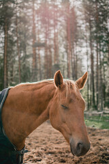 Fototapeta premium portrait of a horse