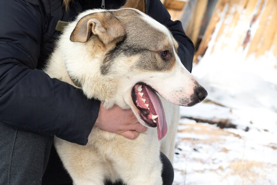 A Man's Arms Are Wrapped Around A Large Dog That Is Sitting On The Ground In The Snow