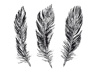 Feathers on white background. Hand drawn sketch style.	