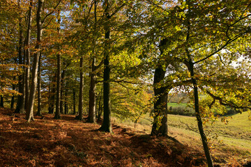 schöner Laubwald und Feld Landschaft im Herbst
