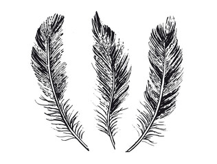 Feathers on white background. Hand drawn sketch style.	