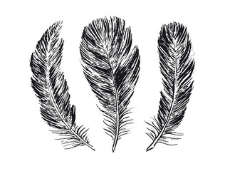 Feathers on white background. Hand drawn sketch style.	