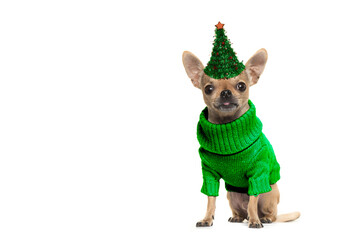 Cute chihuahua dog puppy with green sweater and christmas tree hat looking at the camera isolated on a white camera
