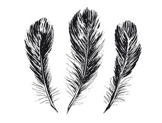 Feathers Hand drawn sketch style, vector.