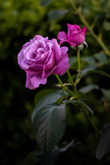 兵庫県神戸市東灘区岡本のバラ園に咲くバラ