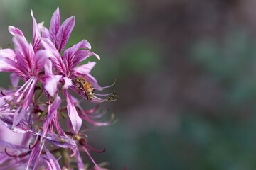 Biene an Diptamblüte