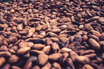 Cocoa seeds drying