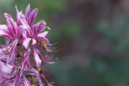 Biene an Diptambl&uuml;te