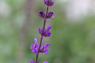 Flower of a lilac sage, Salvia verticillata
