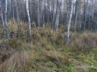 forest in the autumn