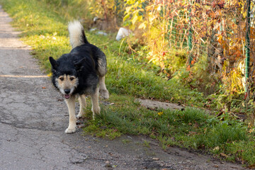 Dog stand alone on the three feet.	