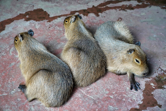 the copybara rodent is a semi aquatic herbivorous mammal   