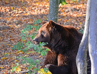 Brown bear in natural environment