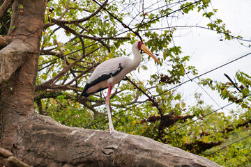 The grey beak is a bird of the stork family native to southeast Asia