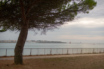 pin en bord de mer