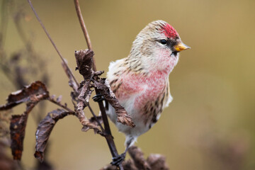 Small and colorful European songbird Common redpoll, Carduelis flammea standing on a plant. 