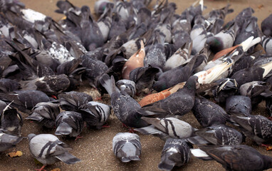 Many pigeons eating bread