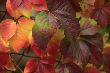 Naklejka na ściany i meble Colorful autumn leaves on nature background