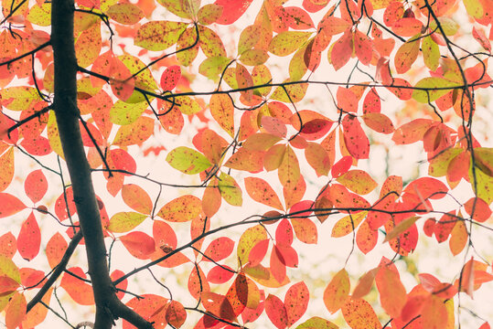 Red, Green, And Orange Fall Leaves Of A Black Gum Tree