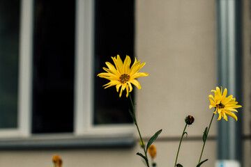 Żółty kwiat wna tle okna bloku