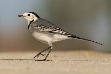 White Wagtail Motacilla alba Costa Ballena Cadiz