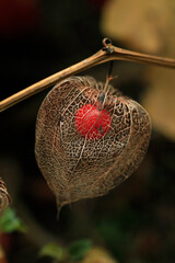 Ground-cherry on black background