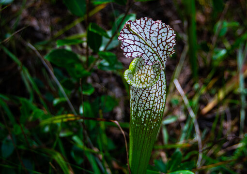 pitcher plant