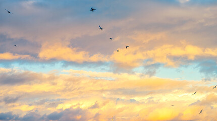 birds flightin free