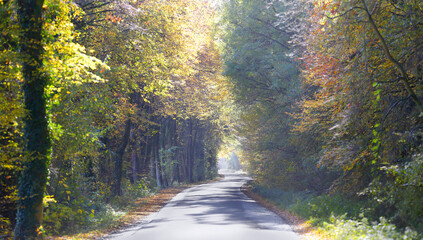 Landstraße im Sonnenlicht durch eine Natur im Herbst