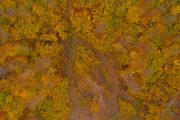 Visegrad, Hungary - Aerial view of autumn colored forest, autumn mood, warm autumn colors. Green, red yellow and orange colored trees.