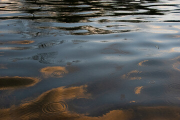 raindrops in reflection
