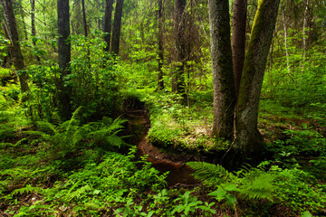 A keystone habitat with a small stream in a summery lush old-growth forest in Estonia, Northern Europe.