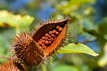 Achiote seeds on tree, Rio, Brazil 