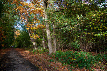 Wald im Herbst