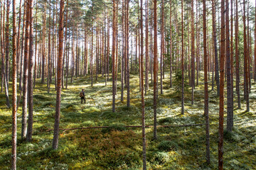 A lonely wanderer in a sunny Pine grove in Soomaa National Park, Estonia. 