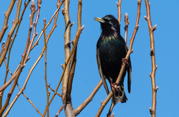 Iridescent Grackle