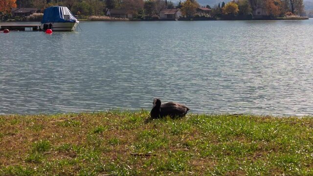 The bird grazes sitting on the shore of the lake, folaga