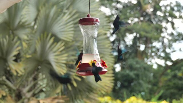 colibri madere blurry background Martinique beautiful tropical birds 