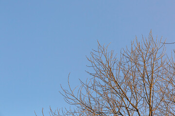 Obraz premium The top of the crown of a tree without leaves against a blue sky with free space for text. Spring autumn landscape.