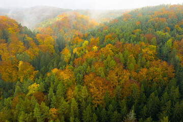 Fototapeta premium Aerial view on the colorful autumn or fall fir or foliage forest covered by clouds