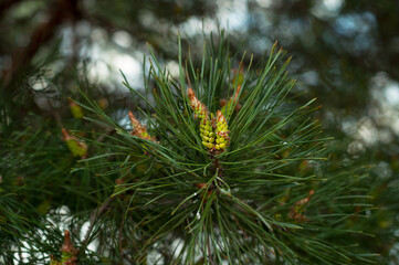 Naklejka na ściany i meble Green pine branches coniferous needles background closeup..Blur